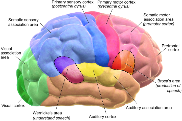 The human brain The human brain