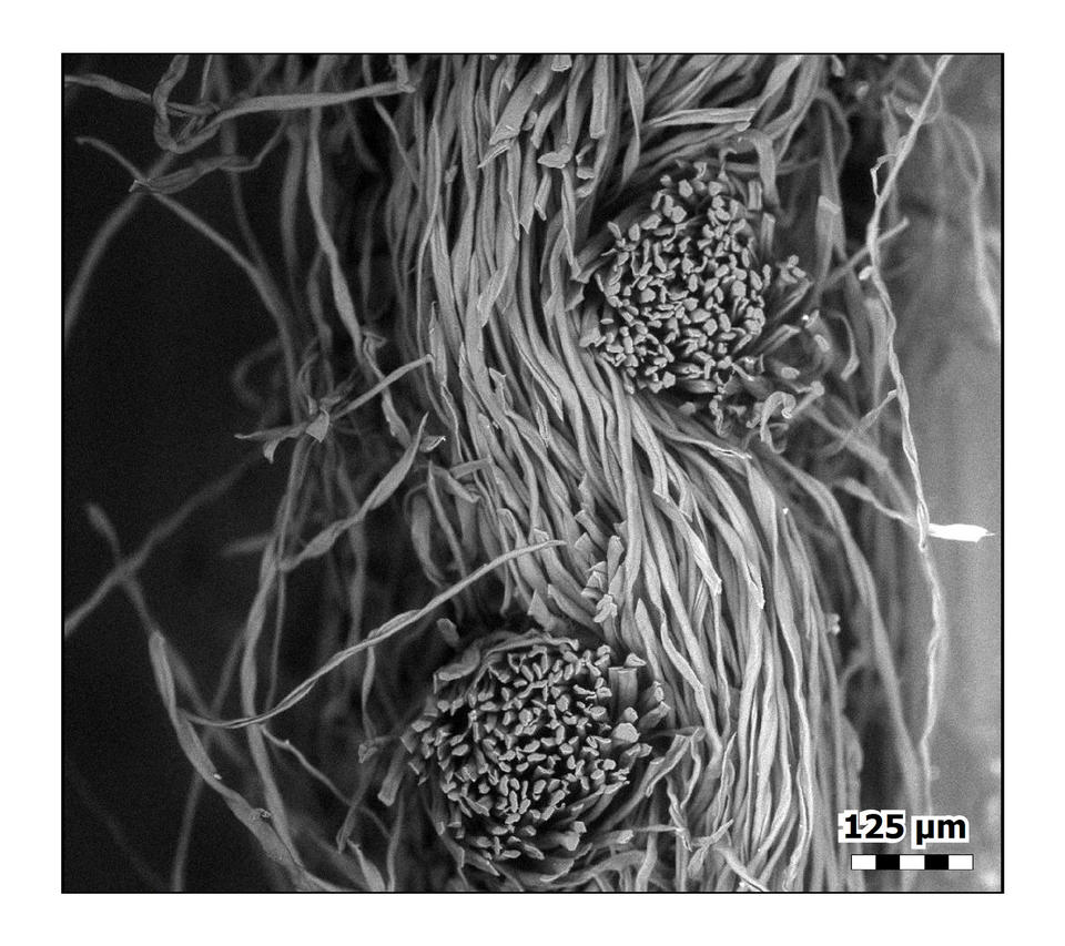 Cloth Face Masks Under a Microscope Reveal Spectacular Views Cloth Face Masks Under a Microscope Reveal Spectacular Views