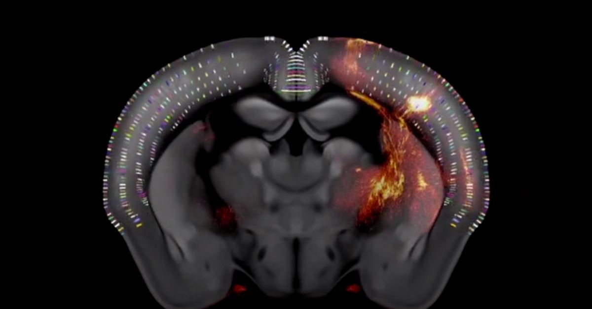 the virtual mouse brain: a computational... For the First Time, Enormous New 3D Map Traced Every Neuron in Mouse Brain