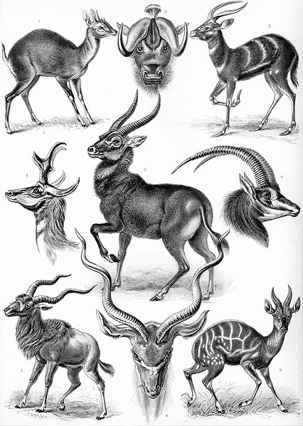 19 Beautifully Intricate Illustrations by German Naturalist Ernst Haeckel 19 Beautifully Intricate Illustrations by German Naturalist Ernst Haeckel