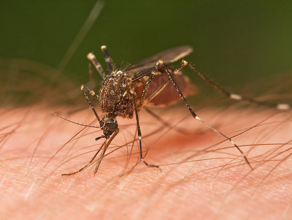 Mosquito Tasmania crop Mosquito Tasmania crop