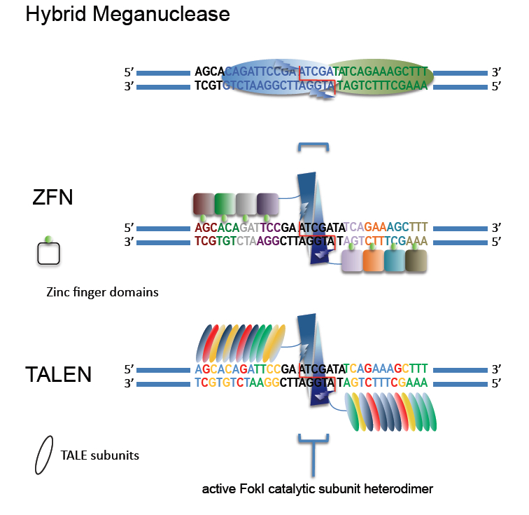 Everything You Need to Know About Genome Editing Everything You Need to Know About Genome Editing