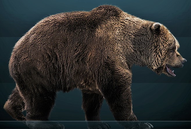 What the cave bear looked like when alive What the cave bear looked like when alive