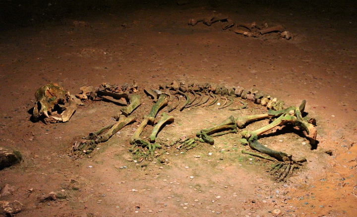 Cave bear skeleton Cave bear skeleton