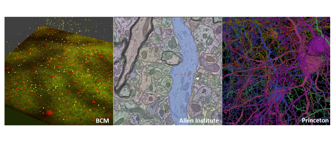 Scientists Map Half a Billion Connections in a Tiny Piece of Mouse Brain