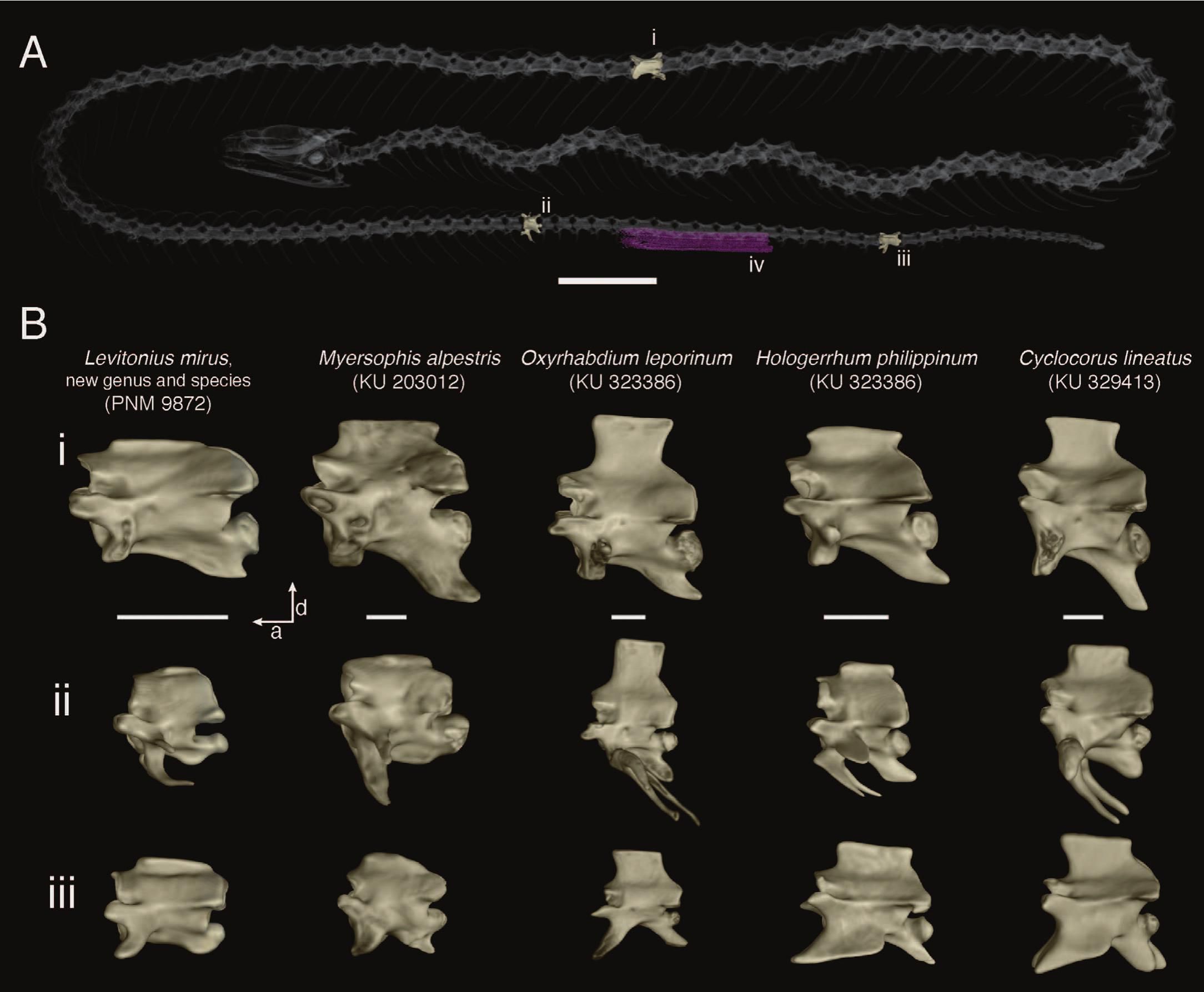 new snake found