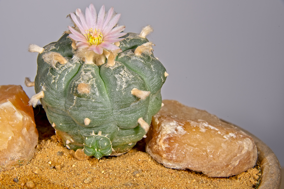 7 Fascinating Psychedelics That Are Making a Resurgence in Scientific Research 7 Fascinating Psychedelics That Are Making a Resurgence in Scientific Research
