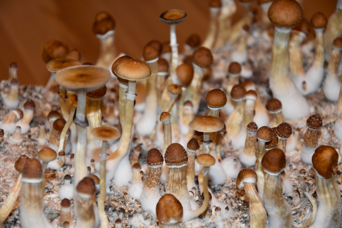 7 Fascinating Psychedelics That Are Making a Resurgence in Scientific Research 7 Fascinating Psychedelics That Are Making a Resurgence in Scientific Research