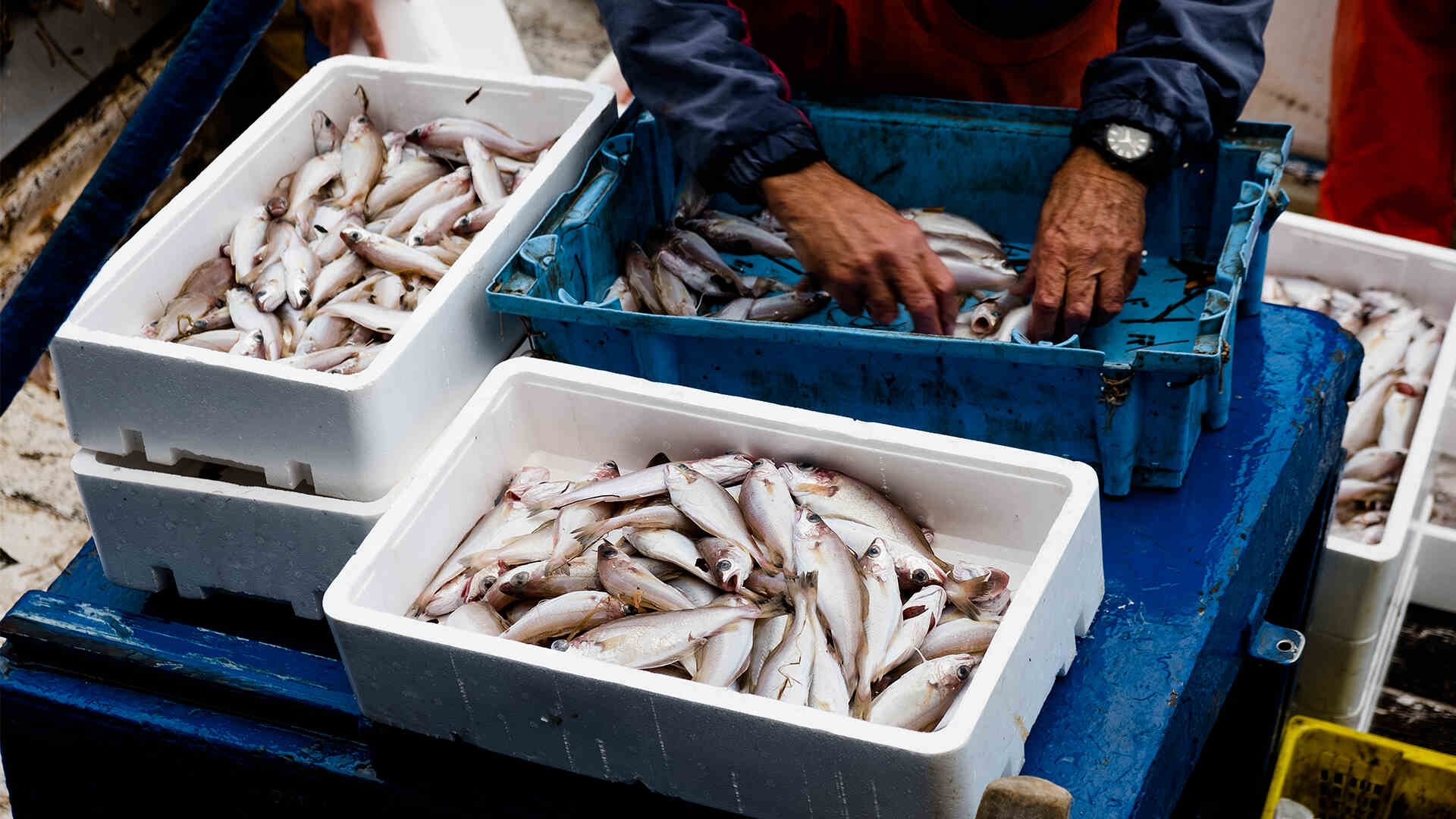 A fisherman on board sorting the fish freshly fished. A fisherman on board sorting the fish freshly fished.