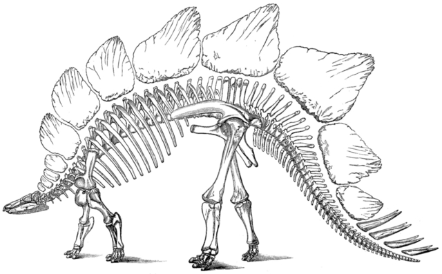 Stegosaurus Stegosaurus