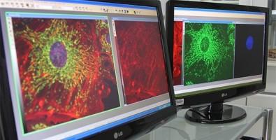 Scientists Create a Genetically Modified Virus That Can Combat Prostate Cancer Scientists Create a Genetically Modified Virus That Can Combat Prostate Cancer
