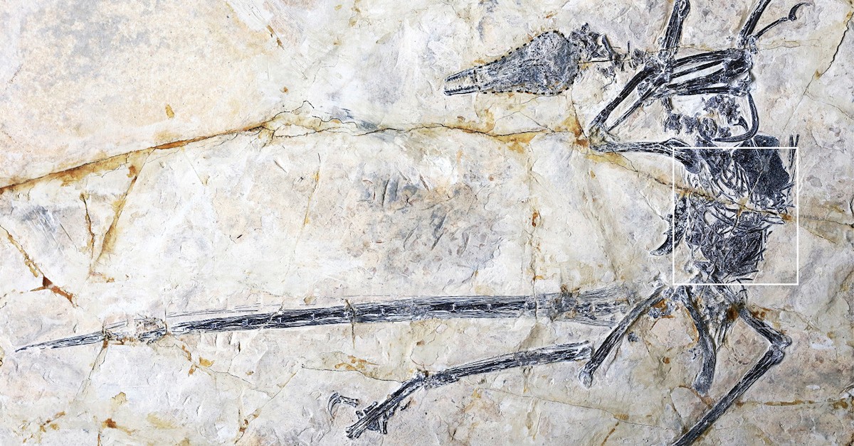 species lifespan fossil
