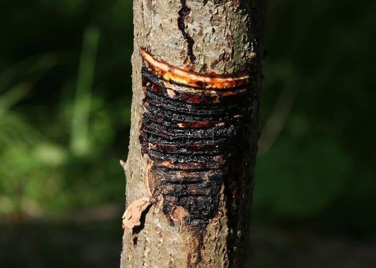 tapping sap for kintsugi