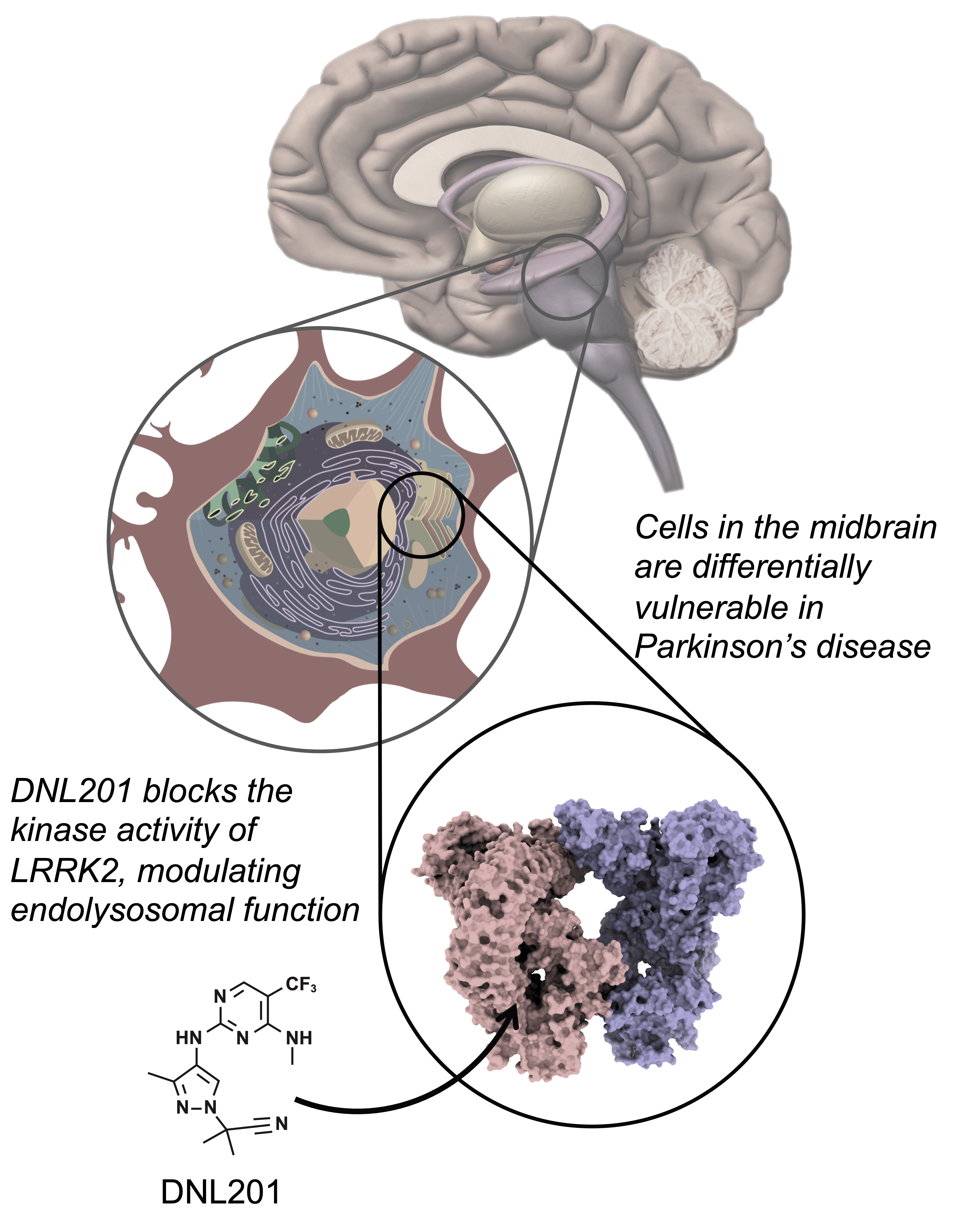 Molecule therapy effective against Parkinson's disease in rats is also safe for humans Molecule therapy effective against Parkinson's disease in rats is also safe for humans