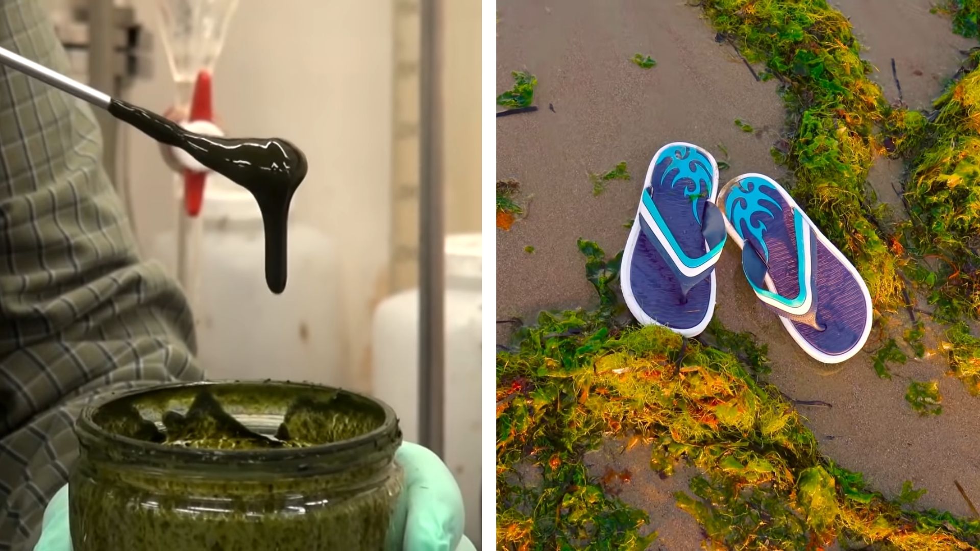 Algae Could the Plastic of the Future. Here's What That Means